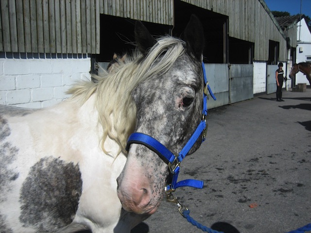 Snowball-Blue-Cross-Blue.jpeg