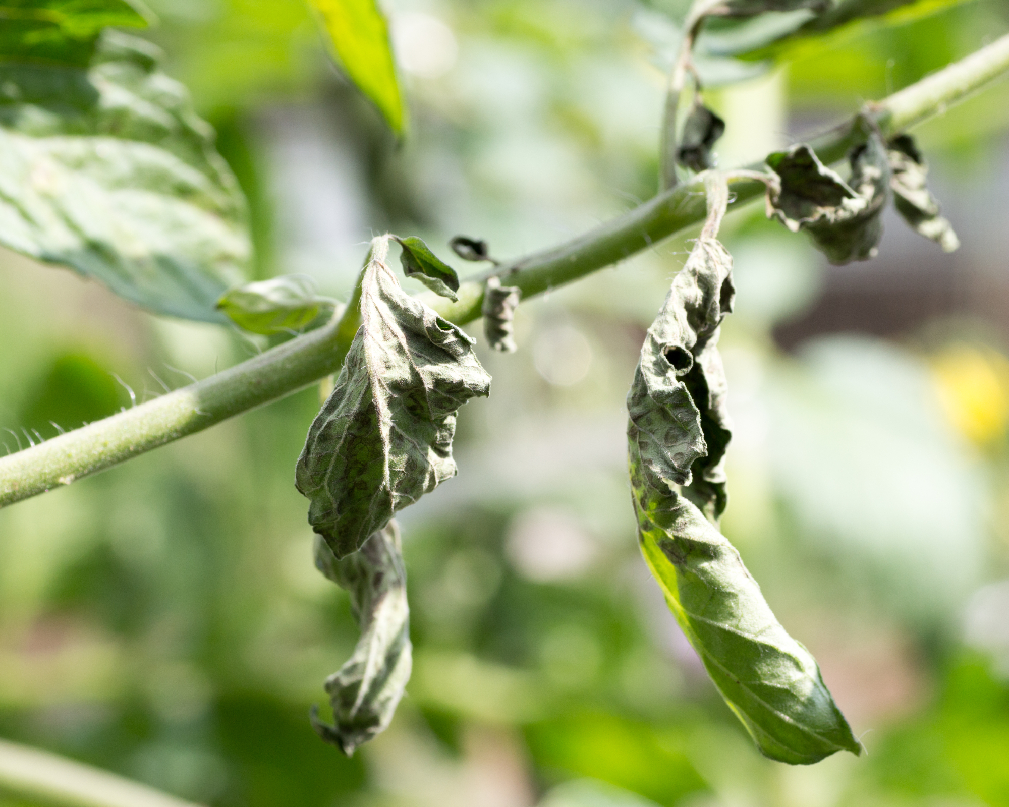 tomato leaves with spotted wilt virus
