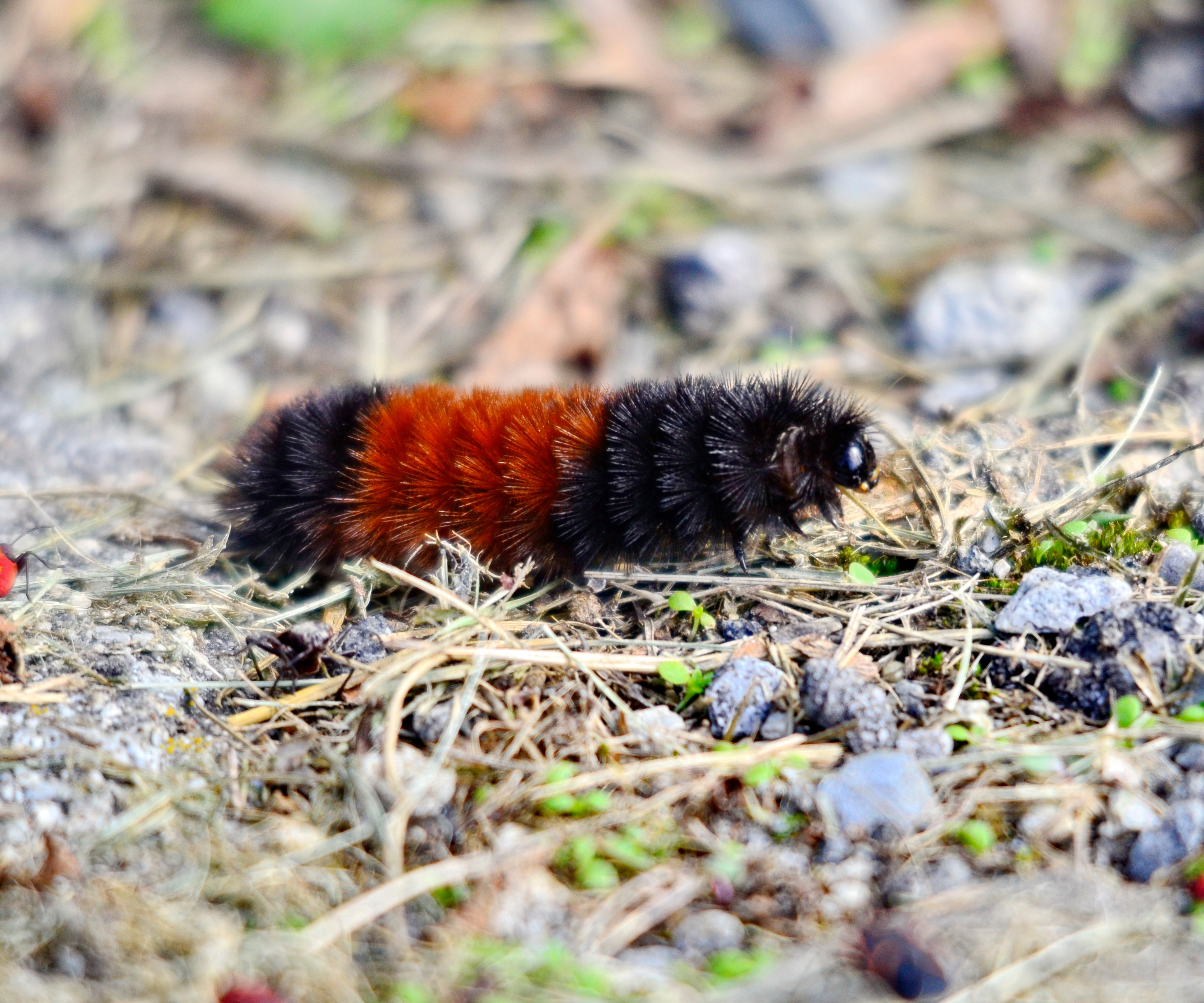 Woolly Bear Caterpillar on the move in Ontario, Canada.