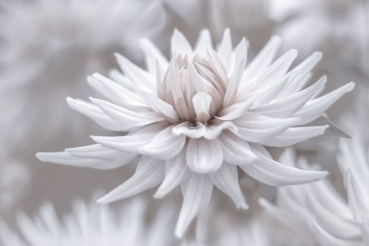 GuruShots: winning photographs from the Mostly White contest