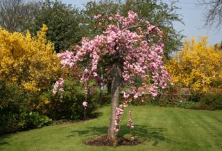 cherry blossom tree in a garden
