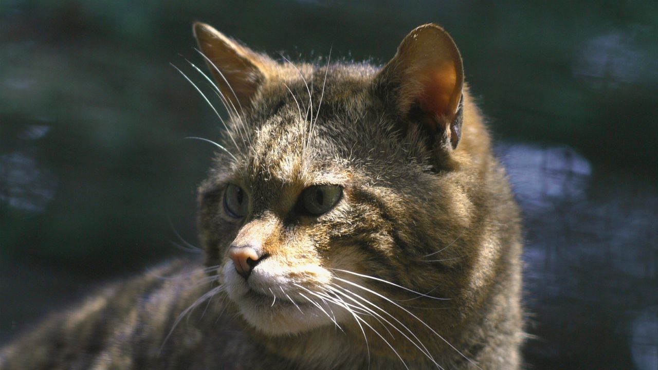 Scottish wildcat