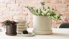 A potted hoya tricolore in a beige pot near a saucer with sage on a table