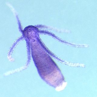 The freshwater polyp, <em>Hydra magnipapillata</em>