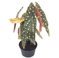 Polka dot begonia, Amazon&nbsp;