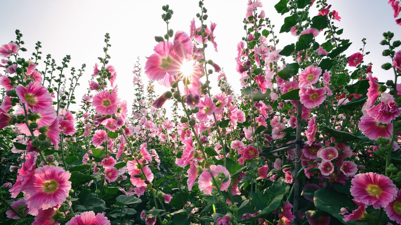 Do hollyhocks flower in the first year