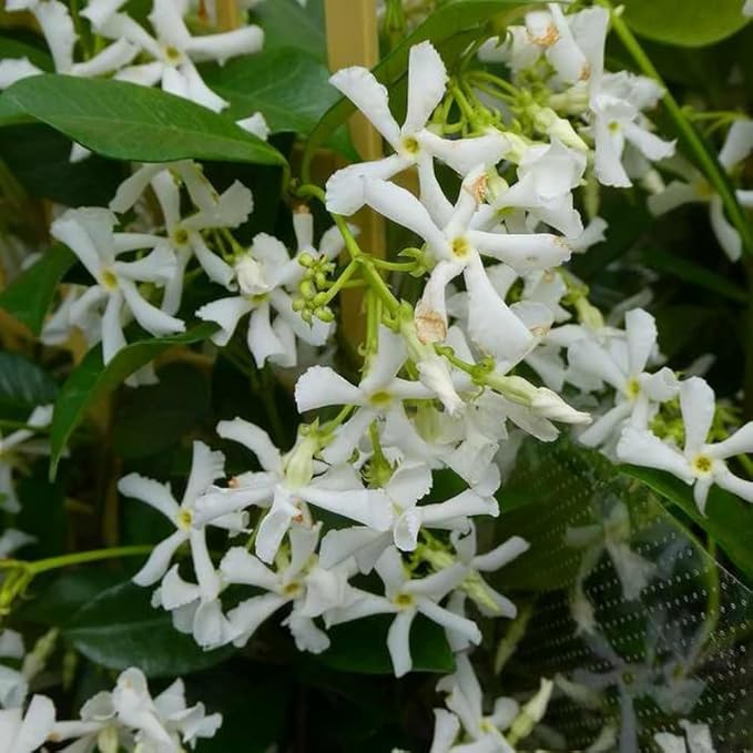 Star jasmine in bloom