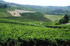barbaresco, langhe wines