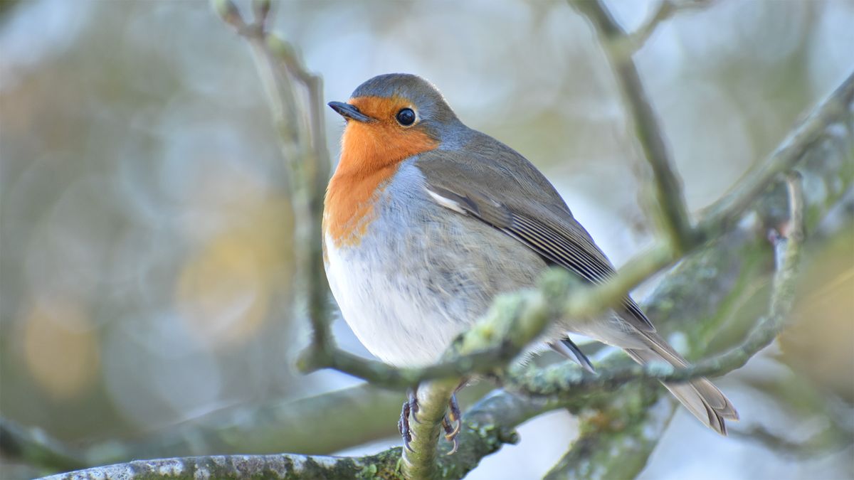 A close-up of a robin sat on a branch with a blurry background 