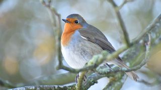 A close-up of a robin sat on a branch with a blurry background 