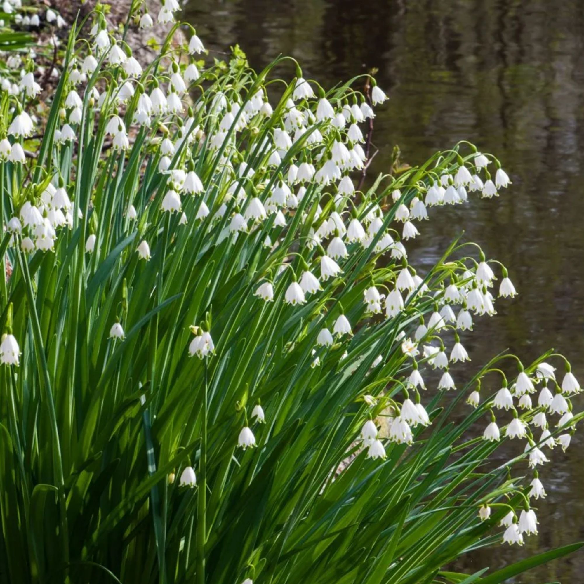Summer Snowflake