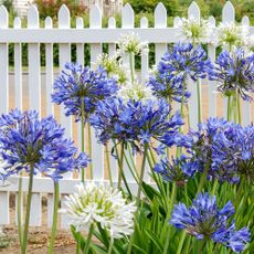 Agapanthus plants by fence