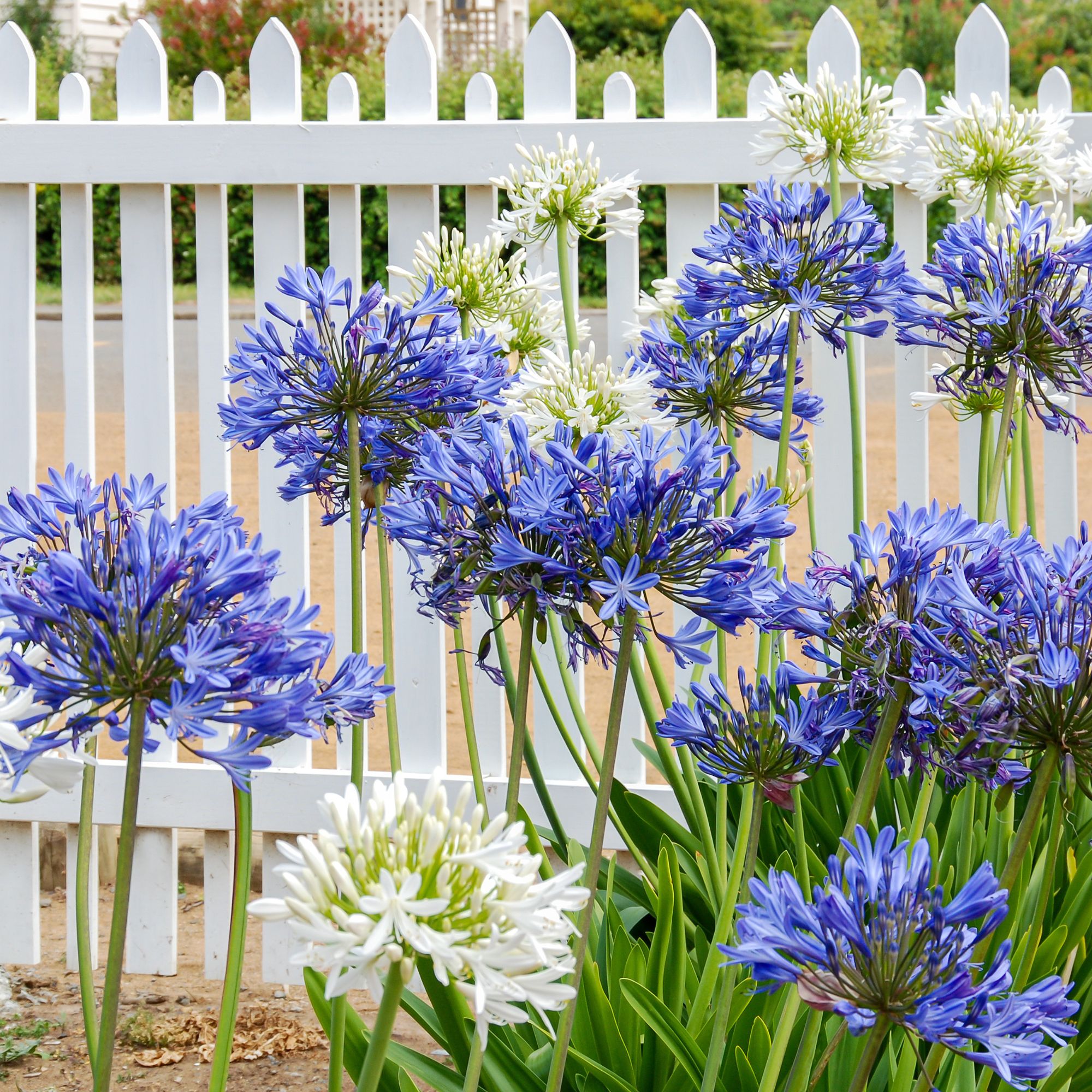 Agapanthus plants by fence
