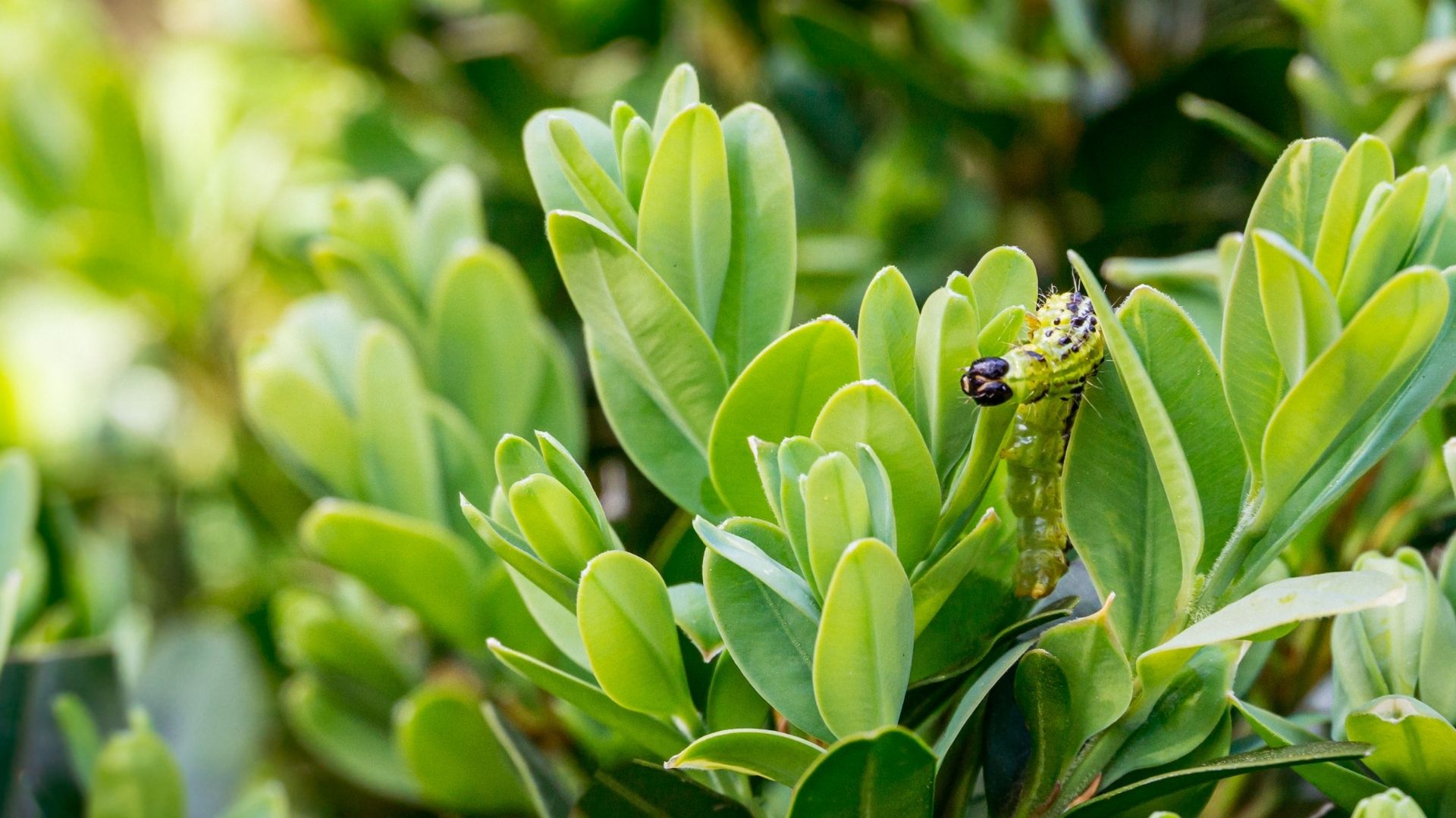 picture of box caterpillar on hedge in garden