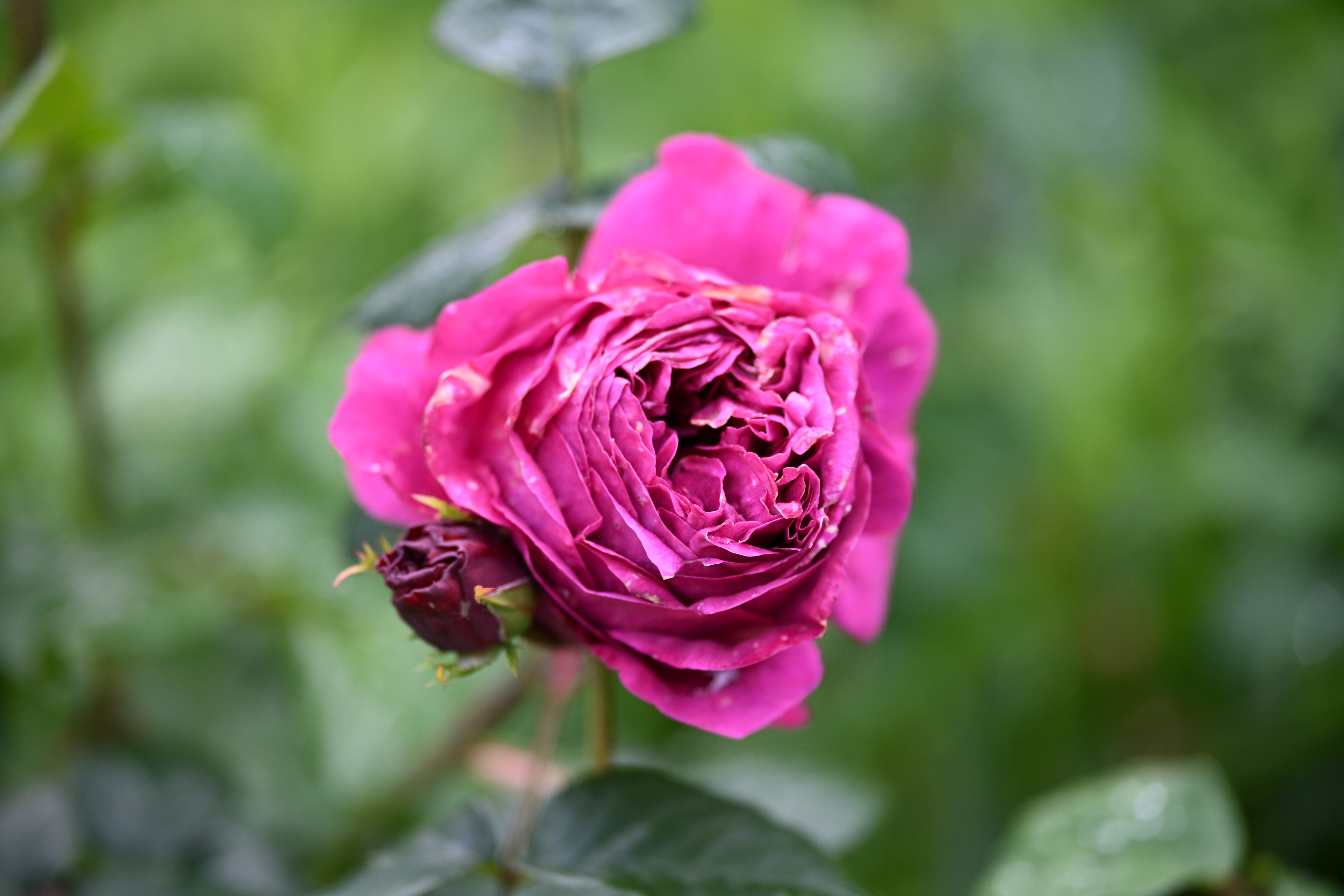 Viltrox AF 75mm f/1.8 Evo sample image