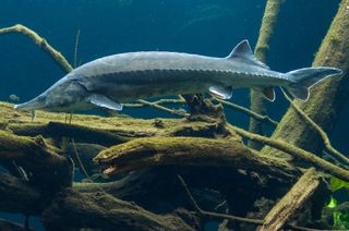 最大の淡水魚であるベルーガスタージオンの卵は、ベルーガキャビアの源です。 世界#39;sベルーガキャビアの大半はカスピ海から来ています。