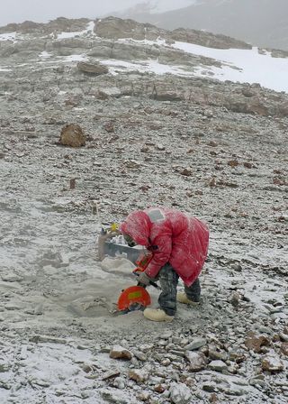 University of Washington student Adam Huttenlocker uses a diamond-tipped rock saw to excavate Triassic fossils from rocks in Antarctica.