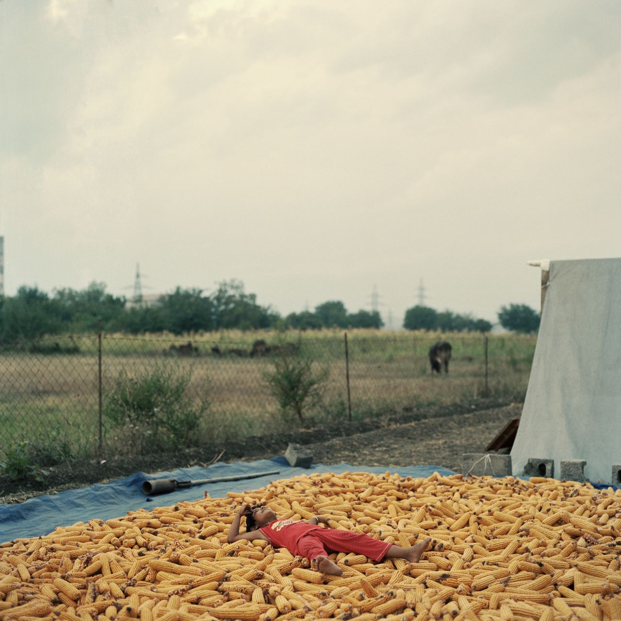 A child rests on sweet corn.