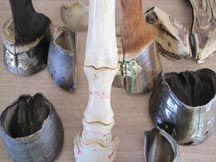 hooves.jpg