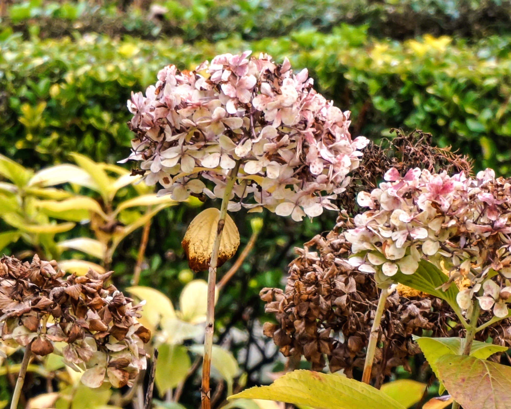 Deadhead hydrangeas that are wilted and dying