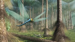 illustration of a giant dragonfly flying through a Carboniferous forest