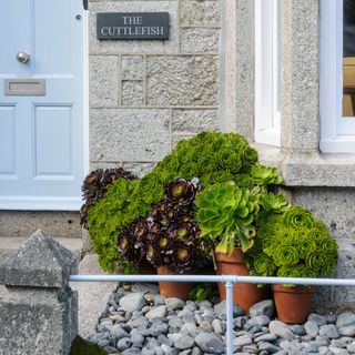 front garden with succulent potted plant and stone facade