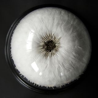 Art by using white bird feathers