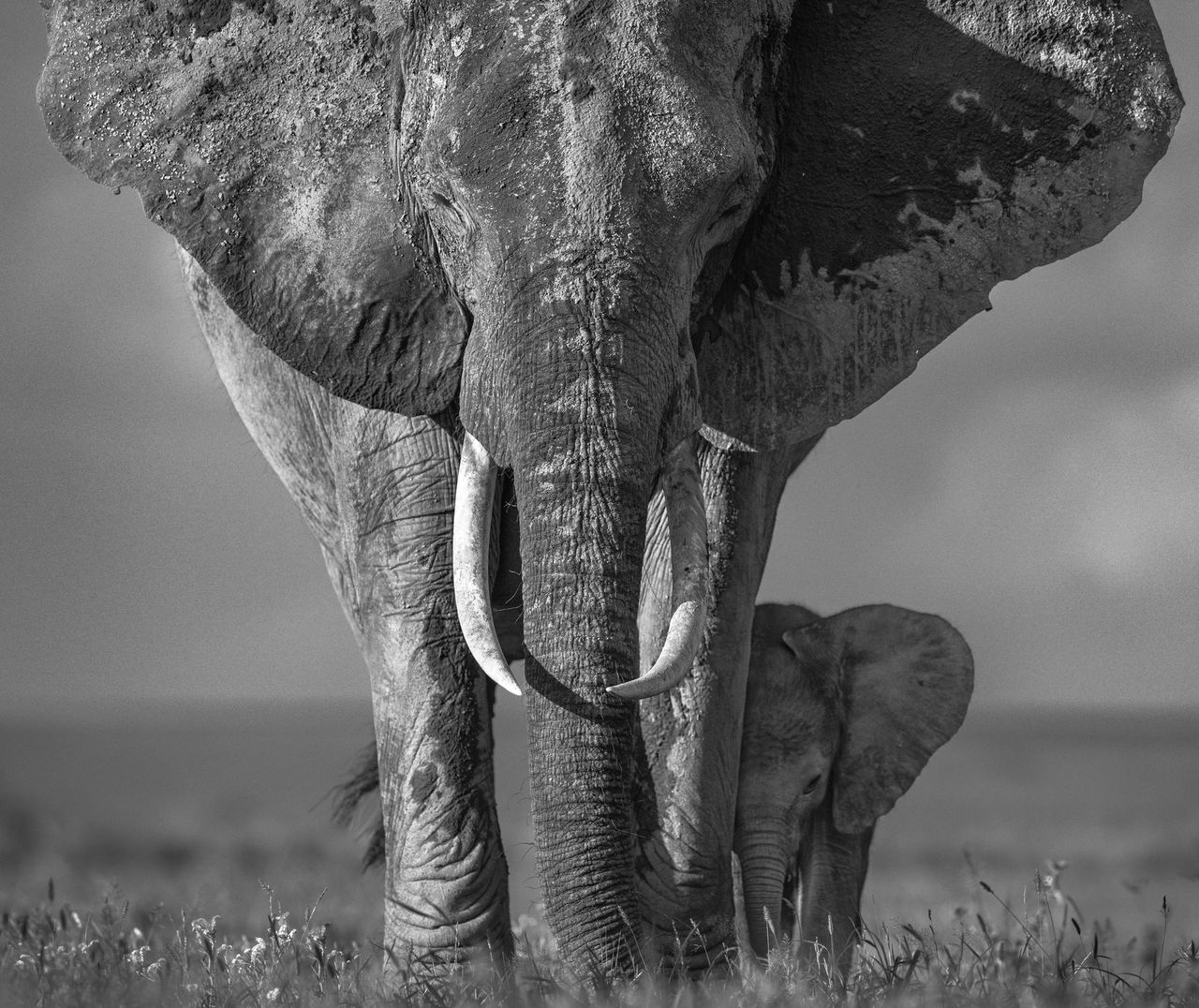 Nikon D850, Nikon AF-S 400mm f/2.8G ED VR II, 1/1600 sec, f/5, ISO160