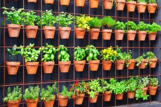 rows of herbs in terracotta pots on a grid system