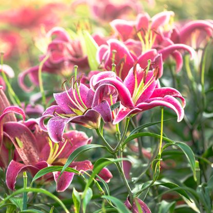 lily plants in a garden
