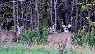 The Buck Stops Here