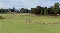 Kangaroos running across the Heritage Golf & Country Club outside in Melbourne, Australia