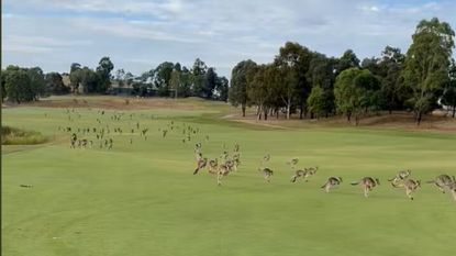 Kangaroos running across the Heritage Golf & Country Club outside in Melbourne, Australia