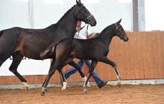 futurity