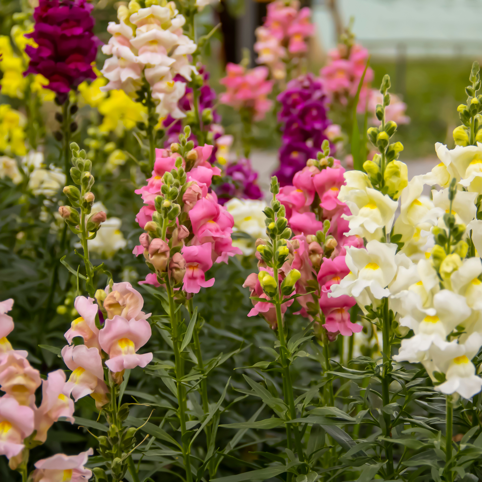 Colourful snapdragons in a garden.