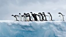 A group of penguins gather on the ice in Antarctica.