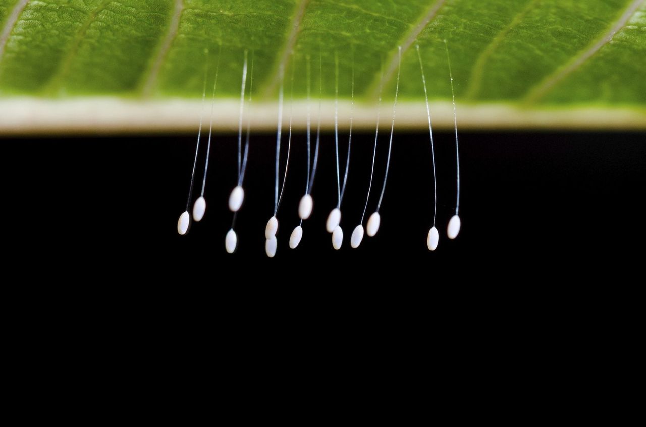 Lacewing Larvae Insect Eggs Hanging From A Leaf