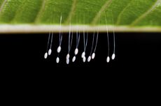 Lacewing Larvae Insect Eggs Hanging From A Leaf