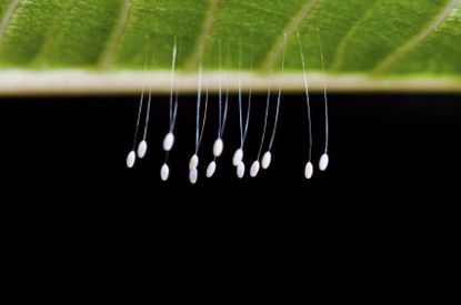 Lacewing Larvae Insect Eggs Hanging From A Leaf