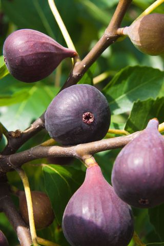 purple figs growing on tree