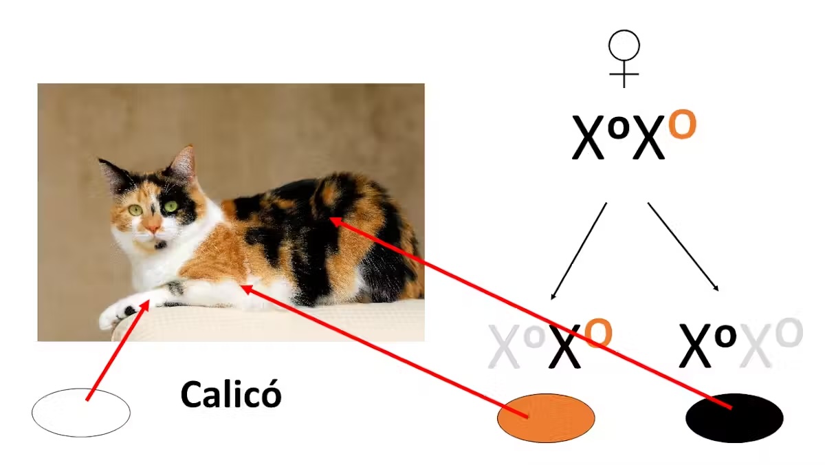 O diagramă care arată genetica culorii blănii pisicii