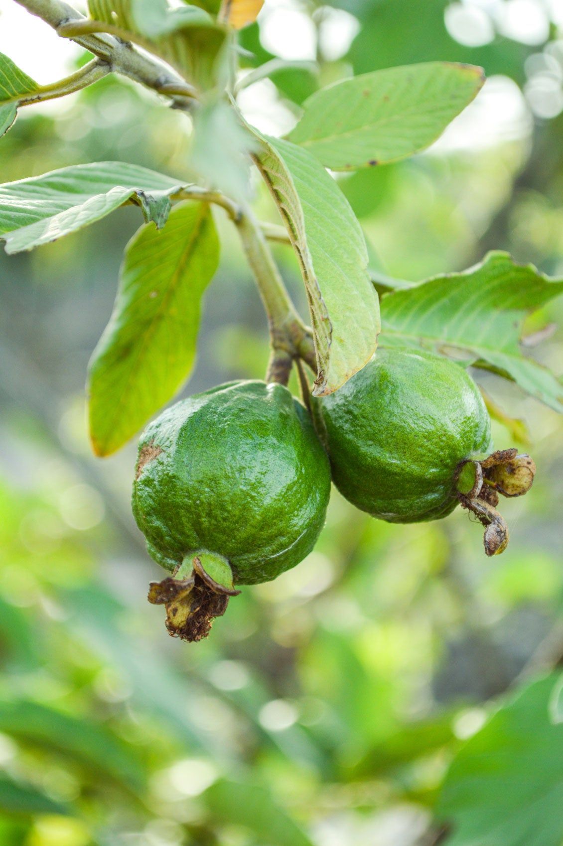 Guave Tree With Fruits