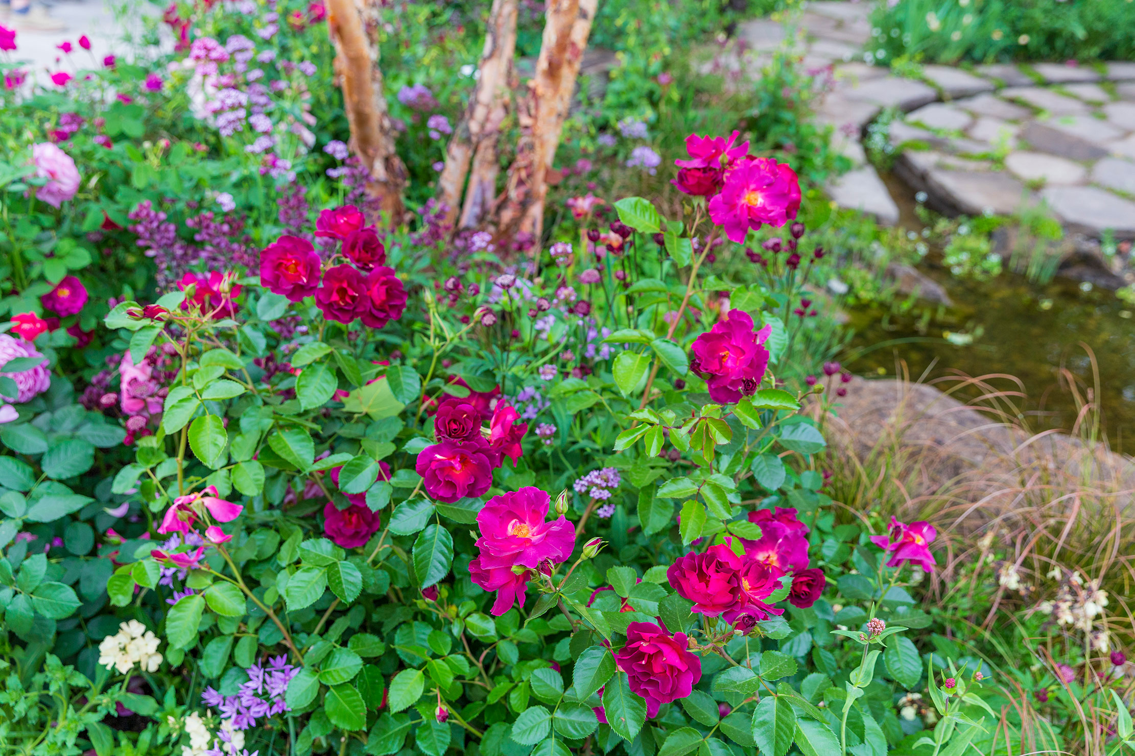 RHS Chelsea Flower Show 2025 - The Glasshouse Garden
