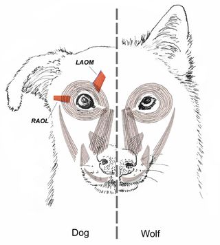 Unlike their wild wolf ancestors, dogs evolved special sadness muscles (highlighted in red), probably just to manipulate their human caretakers. Those muscles are the levator anguli oculi medialis muscle (LAOM) and the retractor anguli oculi lateralis muscle (RAOL).