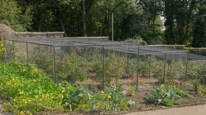 A fruit cage covers a collection of soft fruit bushes in a walled garden