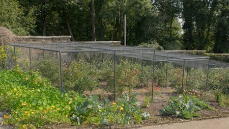 A fruit cage covers a collection of soft fruit bushes in a walled garden
