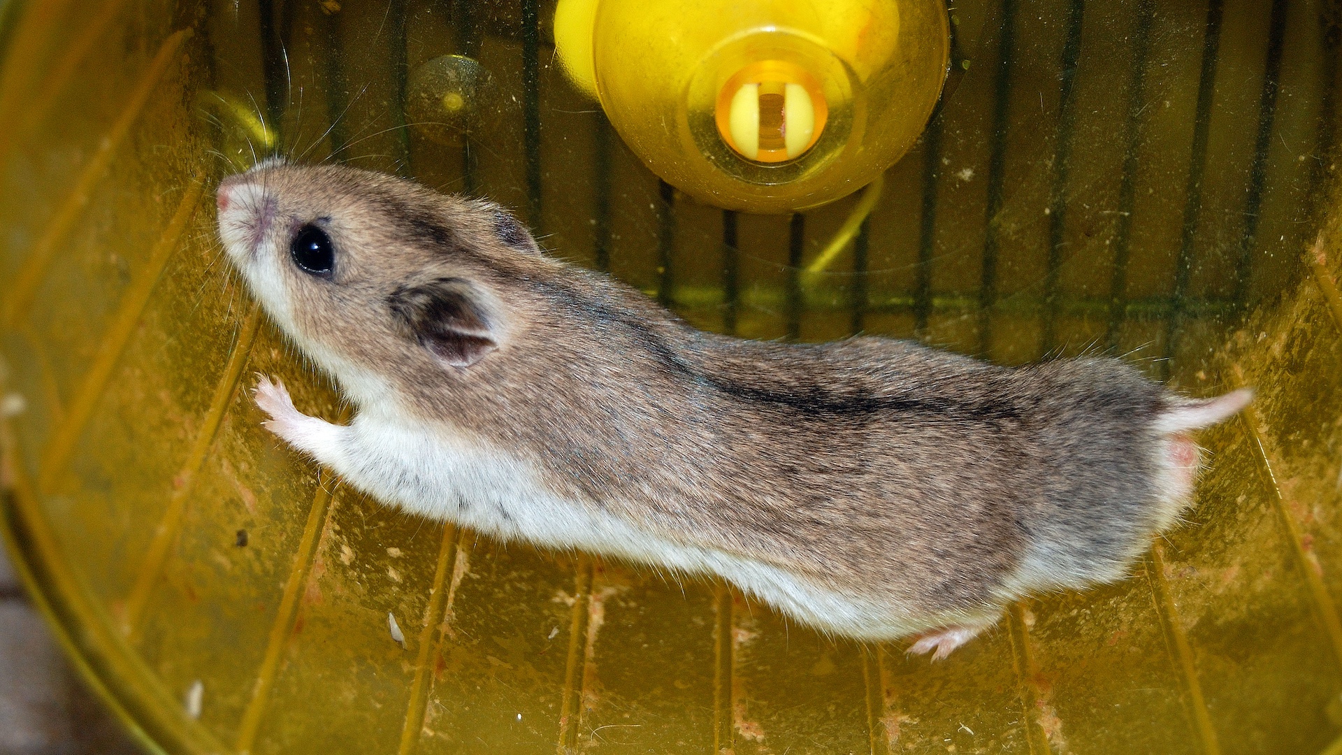 Chinese hamster running on wheel