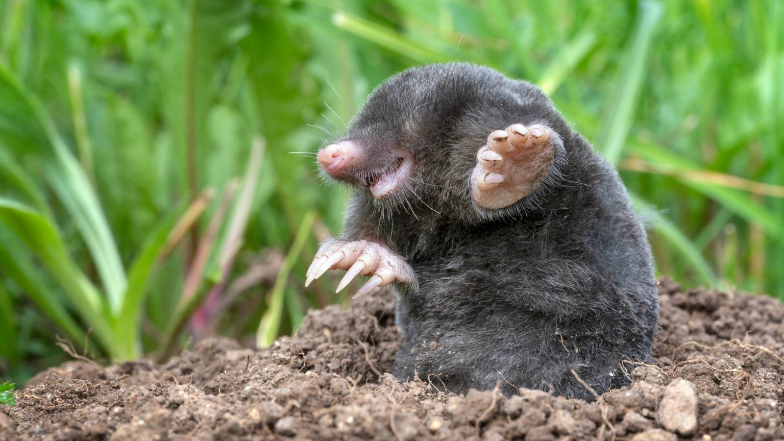 A mole emerging from its burrow in the ground