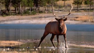 Bull elk standing in shallow water at Yellowstone National Park