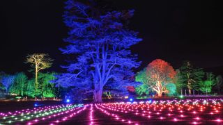 At night, trees illuminated by coloured lights, with lines of pink lights along the ground